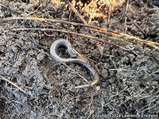 Gabilan Mountains Slender Salamander (Batrachoseps gavilanensis)