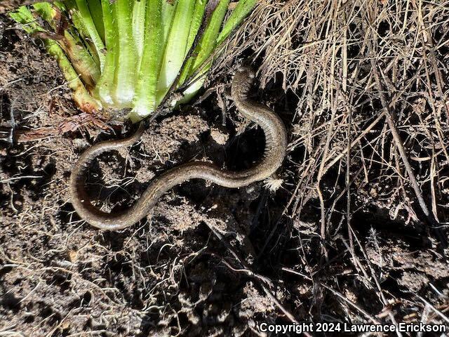 Gabilan Mountains Slender Salamander (Batrachoseps gavilanensis)