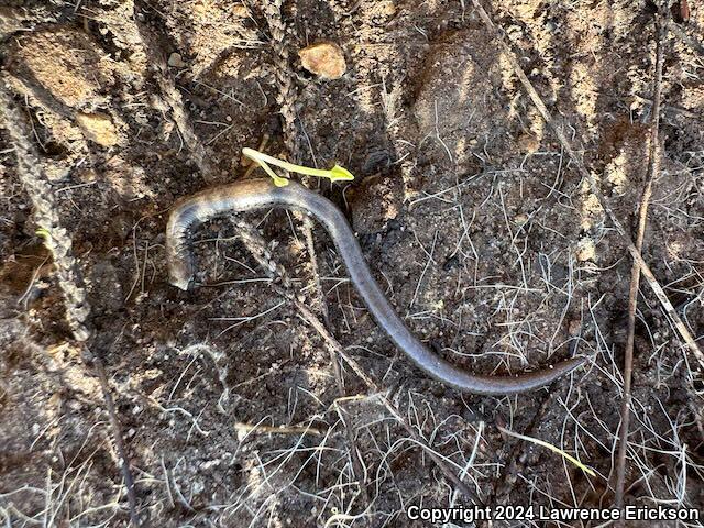 Gabilan Mountains Slender Salamander (Batrachoseps gavilanensis)