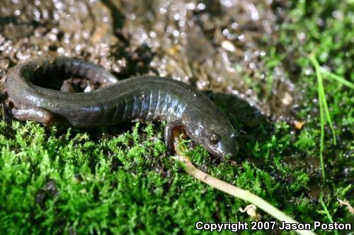 Northern Dusky Salamander (Desmognathus fuscus)