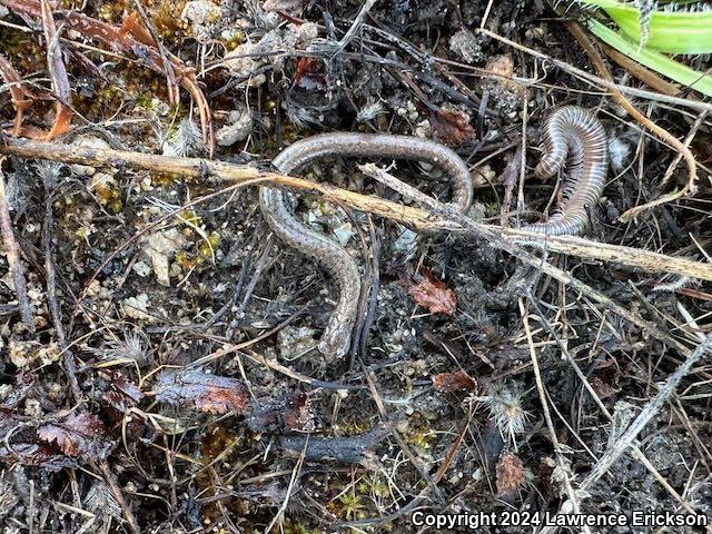 Gabilan Mountains Slender Salamander (Batrachoseps gavilanensis)