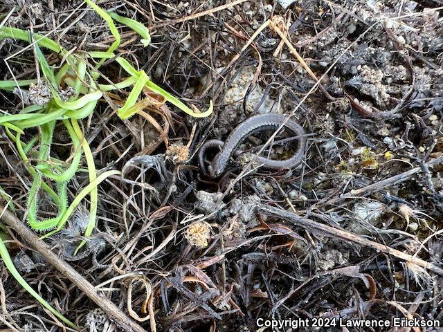 Gabilan Mountains Slender Salamander (Batrachoseps gavilanensis)