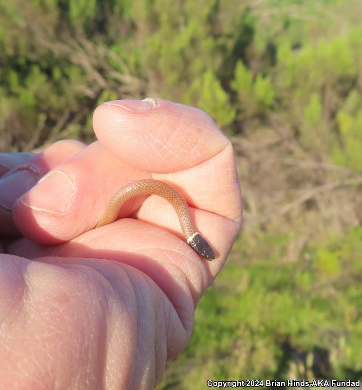 Western Black-headed Snake (Tantilla planiceps)