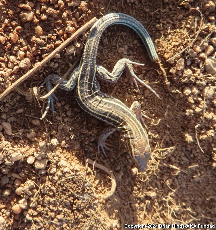 Orange-throated Whiptail (Aspidoscelis hyperythra)