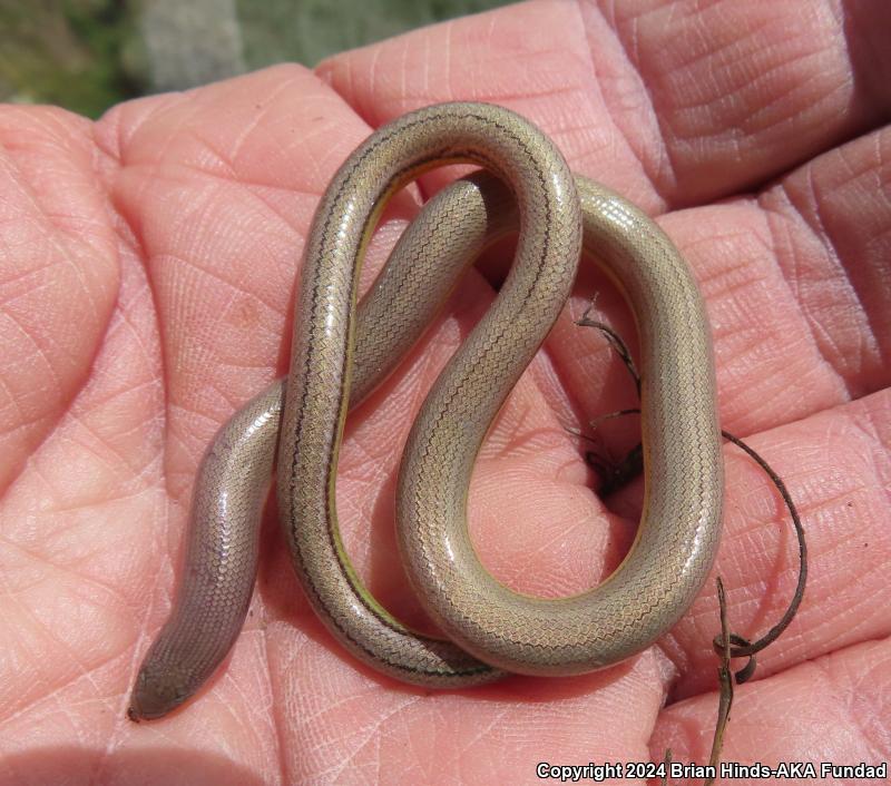 California Legless Lizard (Anniella pulchra)