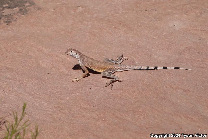 Western Zebra-tailed Lizard (Callisaurus draconoides rhodostictus)