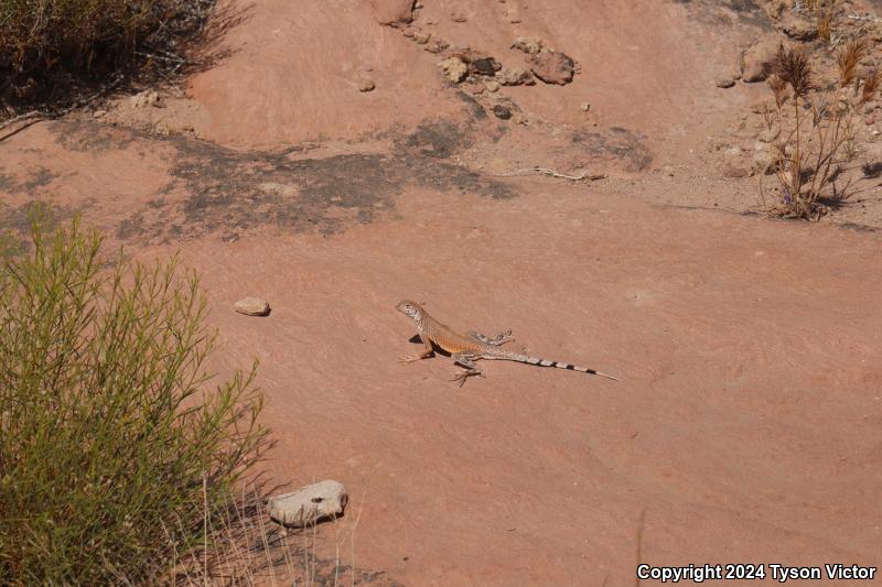 Western Zebra-tailed Lizard (Callisaurus draconoides rhodostictus)