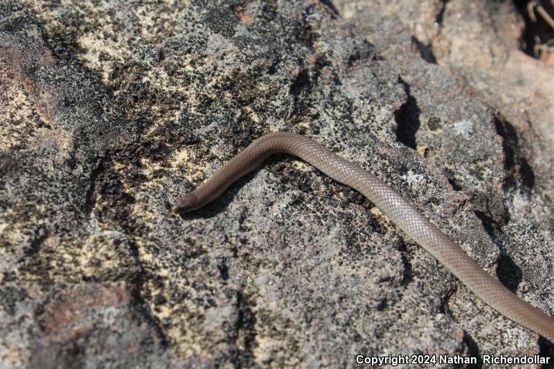 Rough Earthsnake (Virginia striatula)