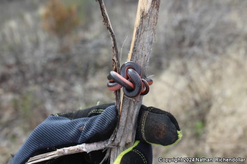 Western Wormsnake (Carphophis vermis)