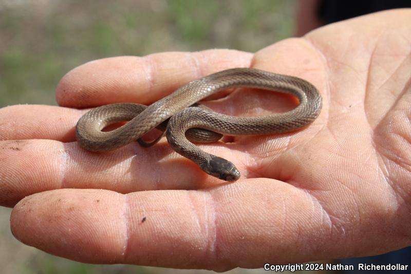 Dekay's Brownsnake (Storeria dekayi)