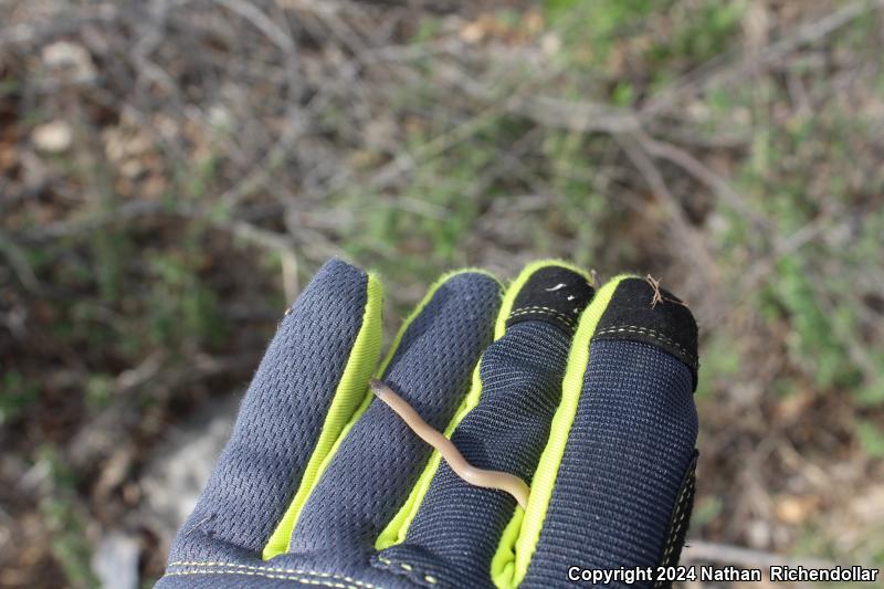 Flat-headed Snake (Tantilla gracilis)