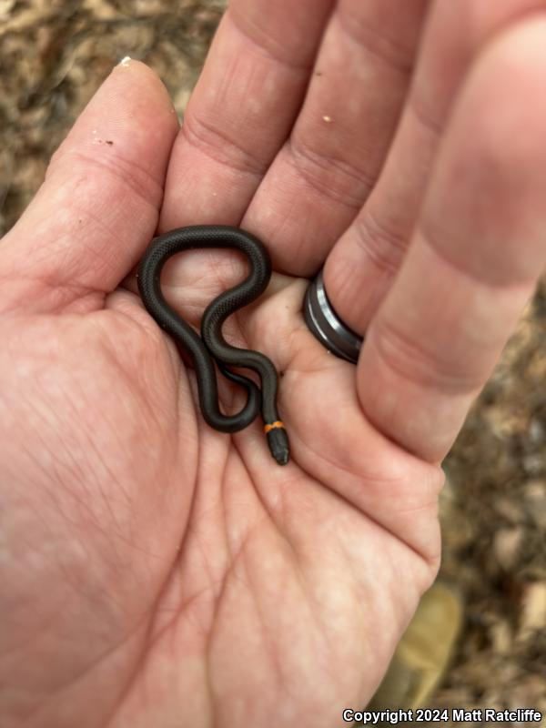 Prairie Ring-necked Snake (Diadophis punctatus arnyi)