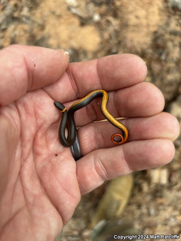 Prairie Ring-necked Snake (Diadophis punctatus arnyi)