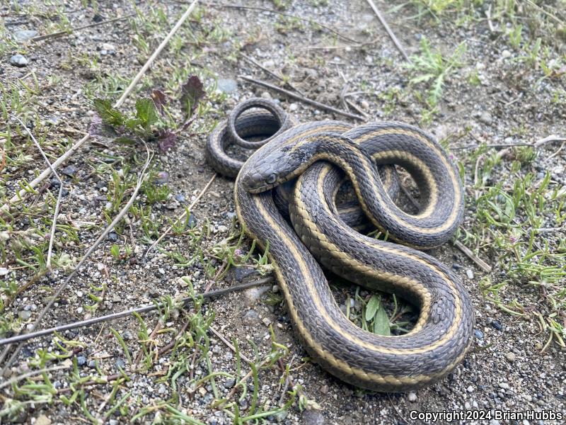 Giant Gartersnake (Thamnophis gigas)