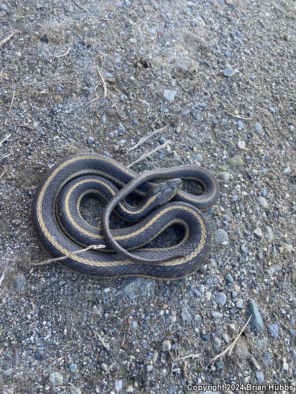 Giant Gartersnake (Thamnophis gigas)