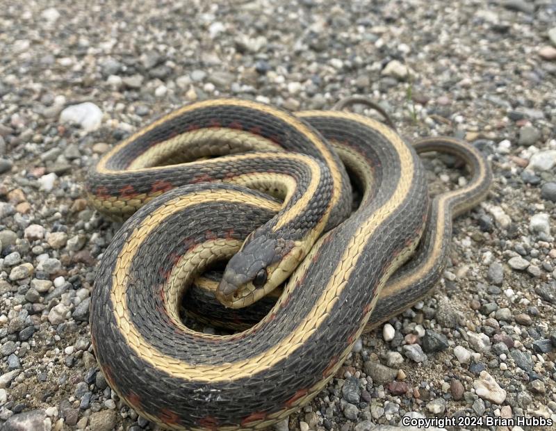 Valley Gartersnake (Thamnophis sirtalis fitchi)