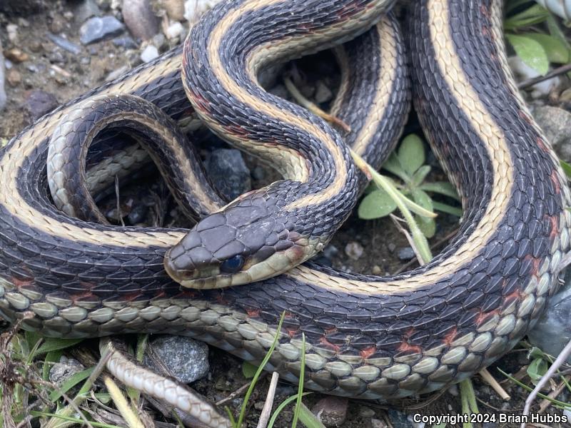 Valley Gartersnake (Thamnophis sirtalis fitchi)