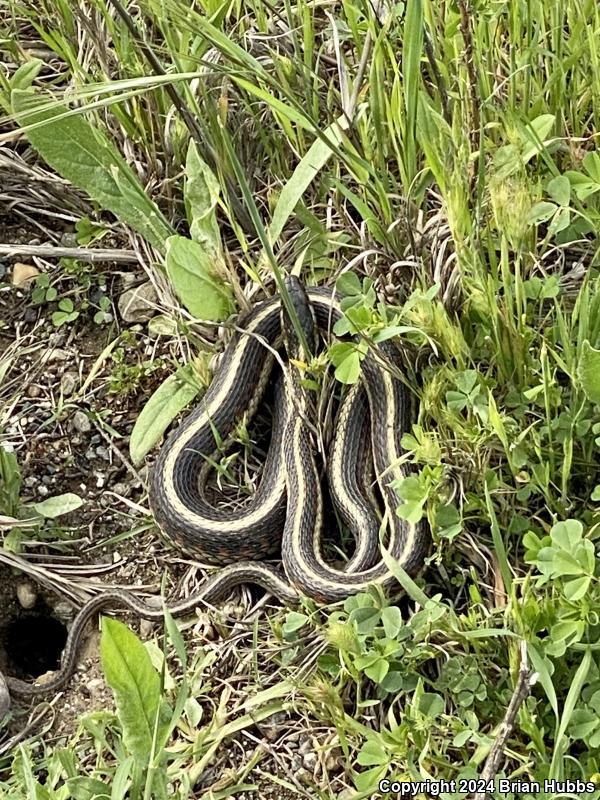 Valley Gartersnake (Thamnophis sirtalis fitchi)