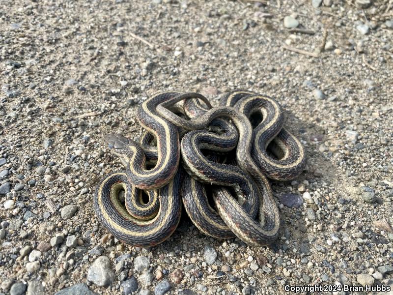 Valley Gartersnake (Thamnophis sirtalis fitchi)