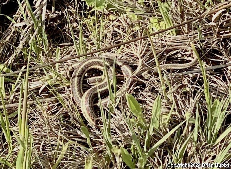 Valley Gartersnake (Thamnophis sirtalis fitchi)