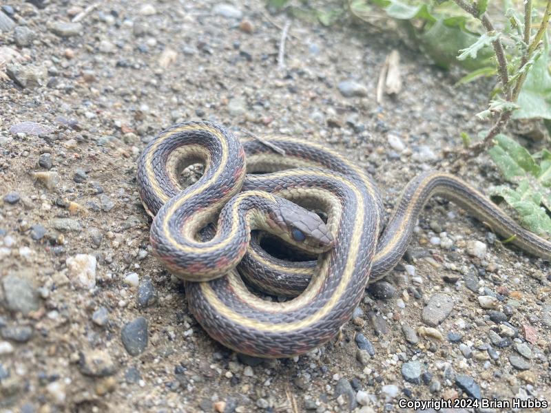 Valley Gartersnake (Thamnophis sirtalis fitchi)