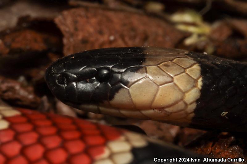 Zweifel's Coralsnake (Micrurus distans zweifeli)