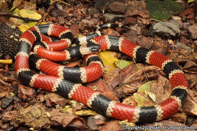 Zweifel's Coralsnake (Micrurus distans zweifeli)