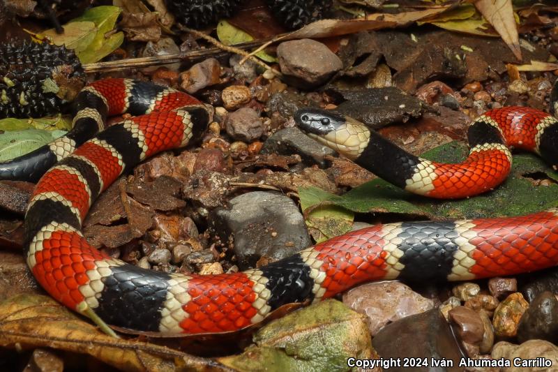 Zweifel's Coralsnake (Micrurus distans zweifeli)