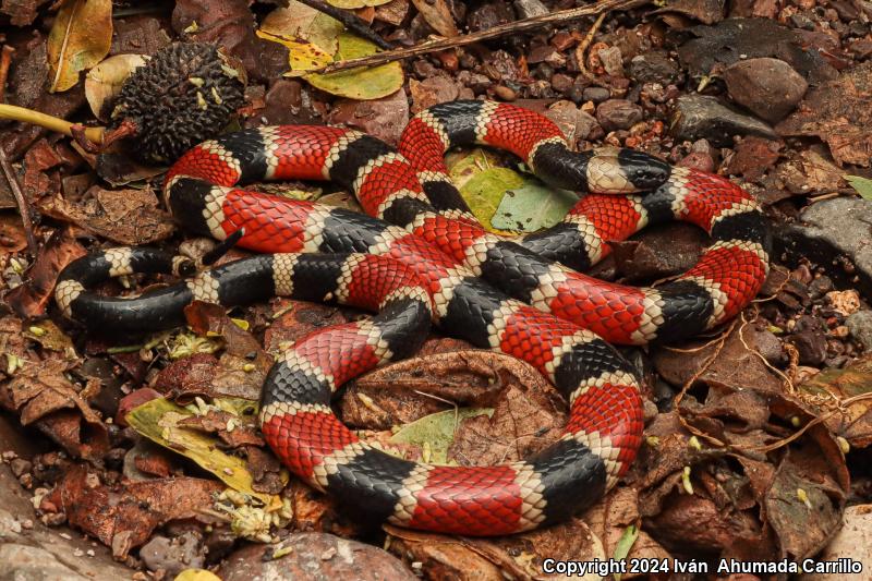 Zweifel's Coralsnake (Micrurus distans zweifeli)