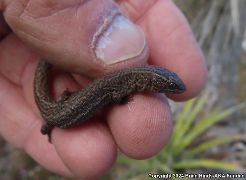 Desert Night Lizard (Xantusia vigilis)