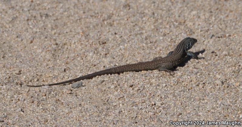 Great Basin Whiptail (Aspidoscelis tigris tigris)