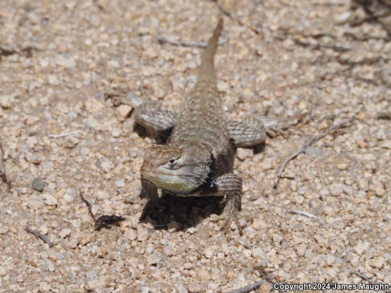 Desert Spiny Lizard (Sceloporus magister)