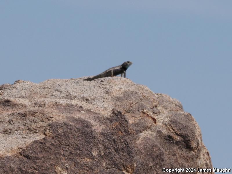 Desert Spiny Lizard (Sceloporus magister)