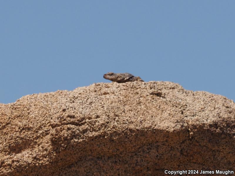 Common Chuckwalla (Sauromalus ater)