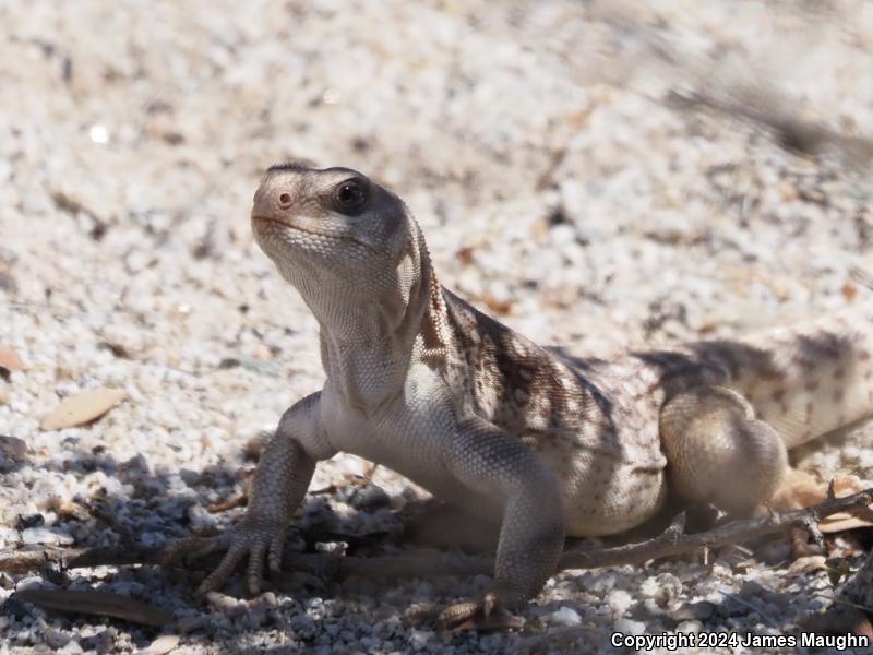 Northern Desert Iguana (Dipsosaurus dorsalis dorsalis)