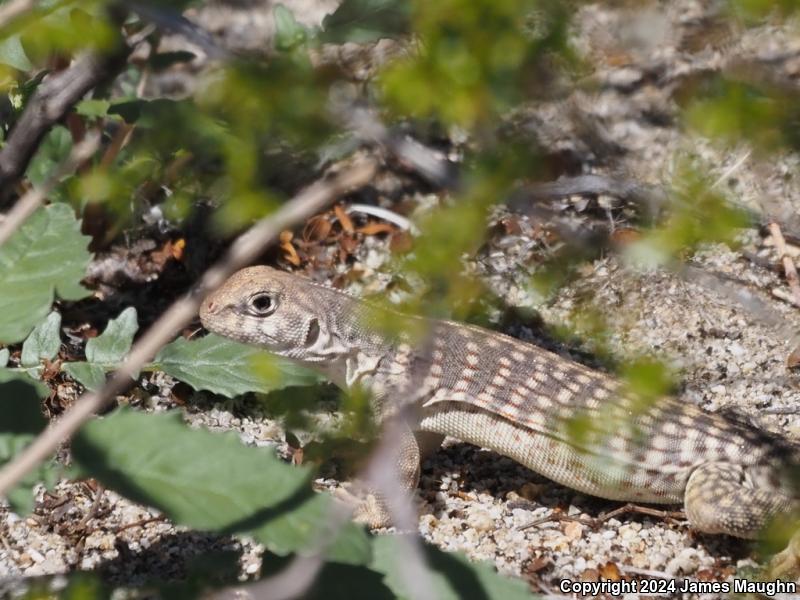 Northern Desert Iguana (Dipsosaurus dorsalis dorsalis)