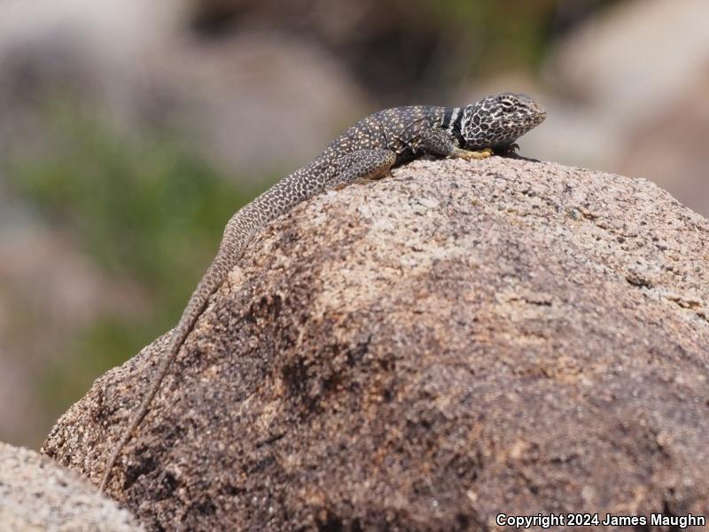 Great Basin Collared Lizard (Crotaphytus bicinctores)