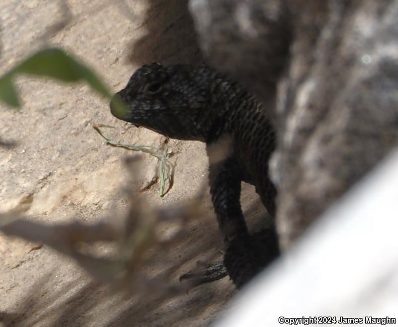 Granite Spiny Lizard (Sceloporus orcutti)