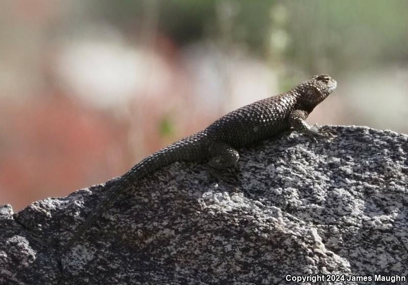 Granite Spiny Lizard (Sceloporus orcutti)