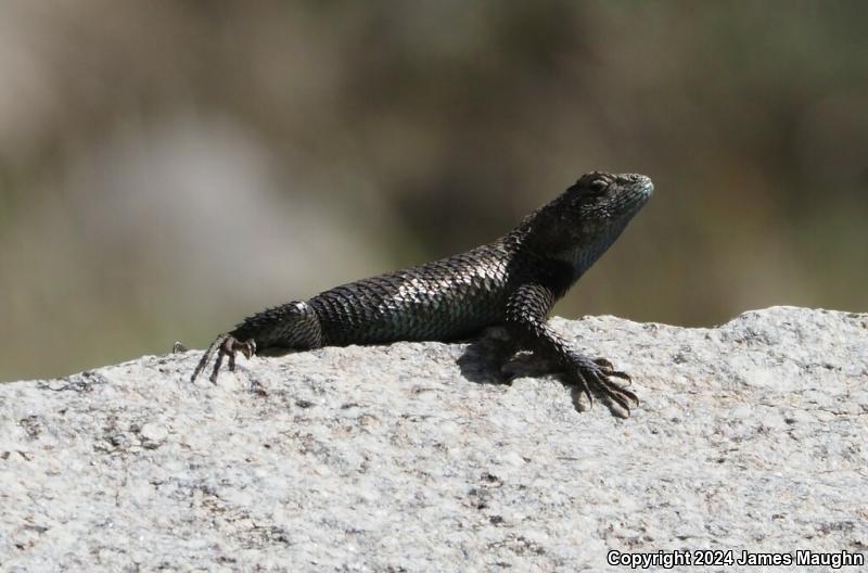 Granite Spiny Lizard (Sceloporus orcutti)