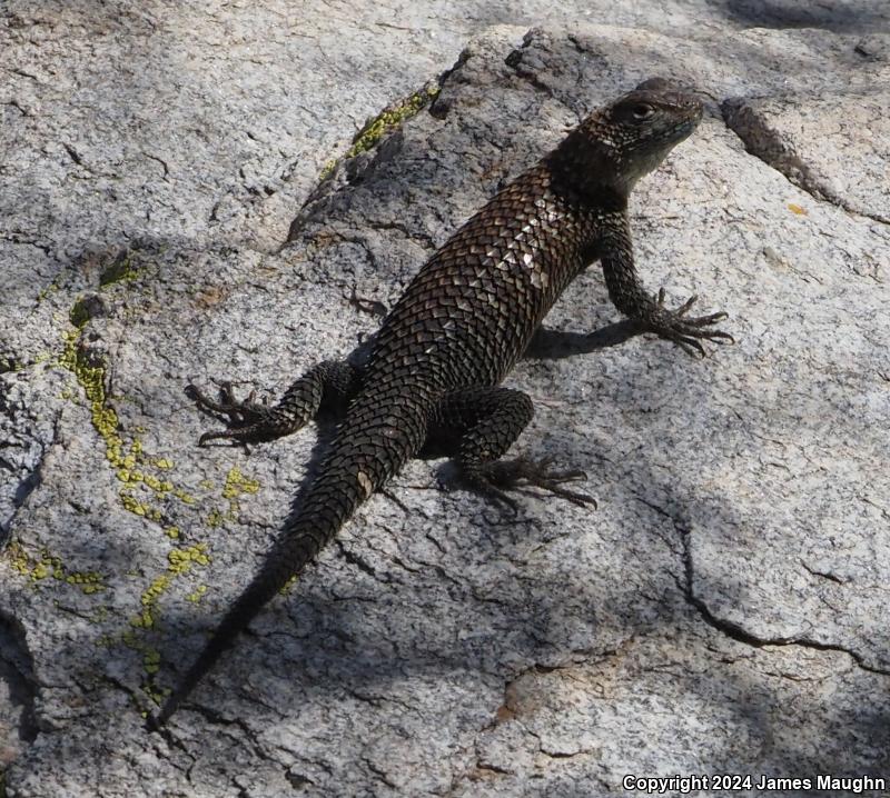 Granite Spiny Lizard (Sceloporus orcutti)