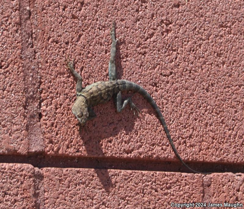 Banded Rock Lizard (Petrosaurus mearnsi)