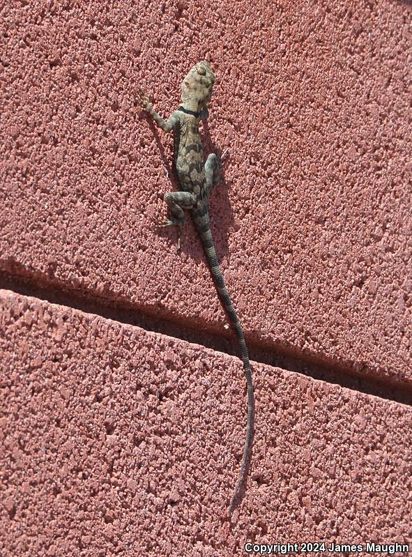 Banded Rock Lizard (Petrosaurus mearnsi)