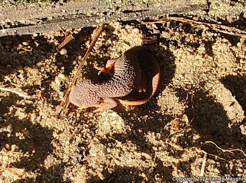 Rough-skinned Newt (Taricha granulosa)