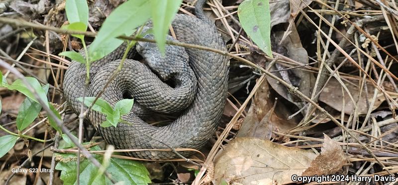 Eastern Cottonmouth (Agkistrodon piscivorus piscivorus)