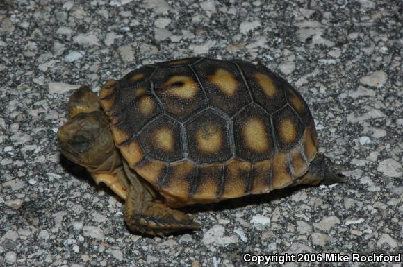 Gopher Tortoise (Gopherus polyphemus)