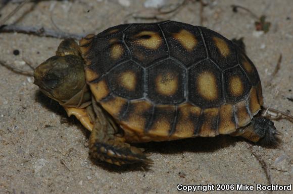 Gopher Tortoise (Gopherus polyphemus)