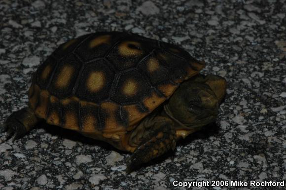 Gopher Tortoise (Gopherus polyphemus)