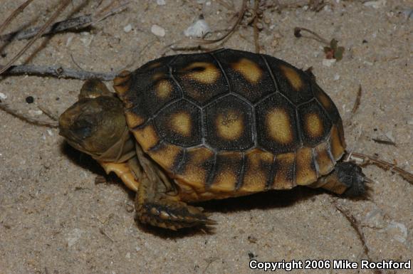 Gopher Tortoise (Gopherus polyphemus)