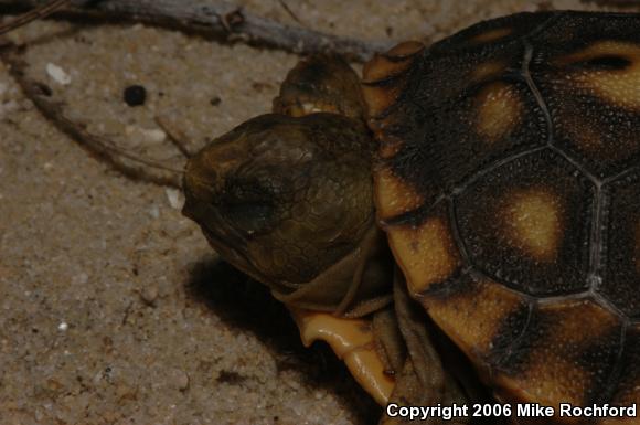 Gopher Tortoise (Gopherus polyphemus)